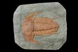 Large, Cambrian Myopsolenites Trilobite - Tinjdad, Morocco #170761-1